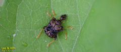Paroplapoderus angulipennis