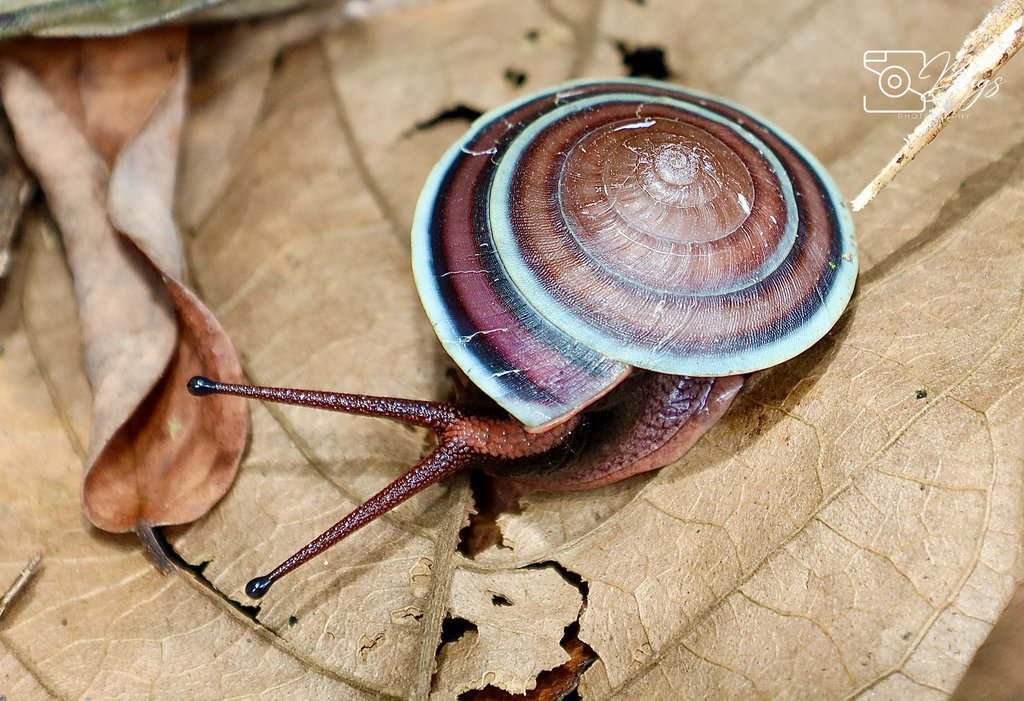 Dyakia regalis