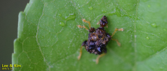 Paroplapoderus angulipennis
