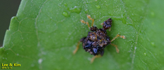 Paroplapoderus angulipennis