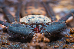 Charinus neocaledonicus