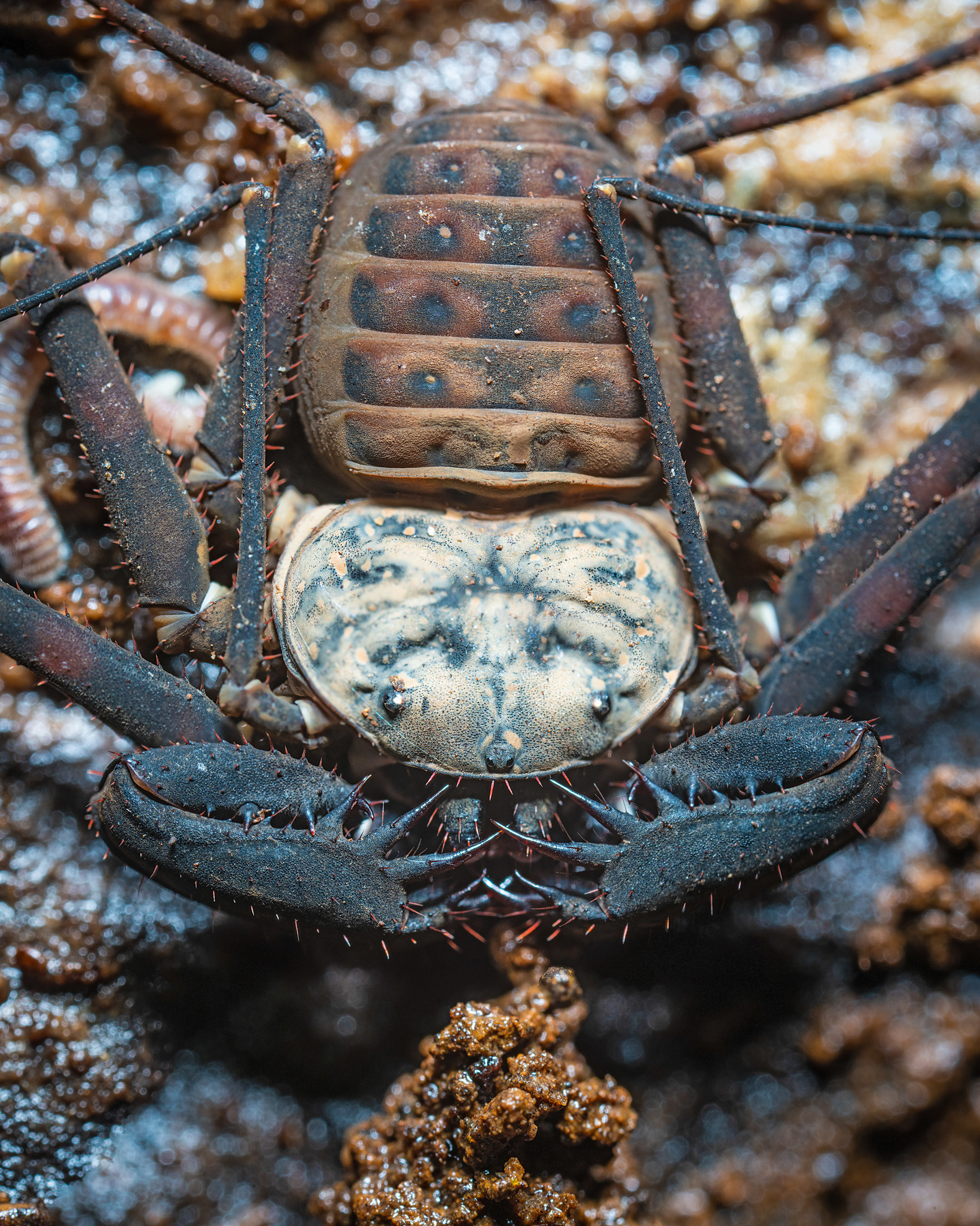 Charinus neocaledonicus Kraepelin, 1895