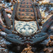 Charinus neocaledonicus - Photo (c) Damien Brouste, some rights reserved (CC BY-NC), uploaded by Damien Brouste