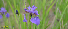 Iris sanguinea