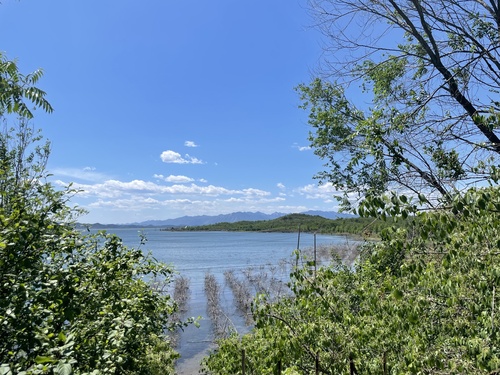 Euonymus maackii, photograph 6