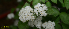 Viburnum erosum