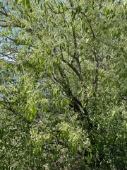 Euonymus maackii, photograph (c) Jane Charlen, some rights reserved (CC BY)