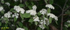 Viburnum erosum