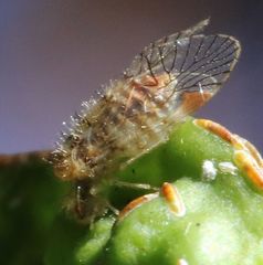 Epipsocidae