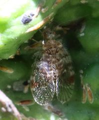Epipsocidae