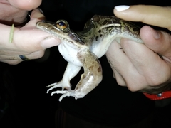 Leptodactylus insularum
