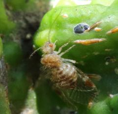 Epipsocidae