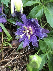 Passiflora incarnata × cincinnata