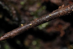Crocicreas