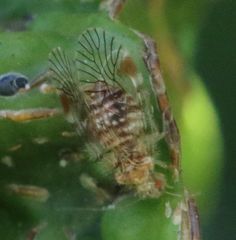 Epipsocidae