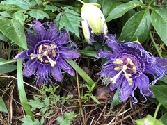 Passiflora incarnata × cincinnata