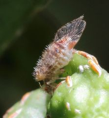 Epipsocidae