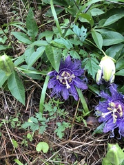 Passiflora incarnata × cincinnata