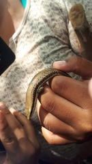 Marisora falconensis