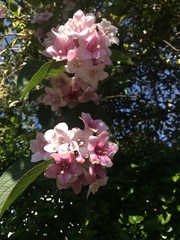 Weigela
