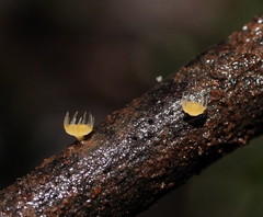 Crocicreas