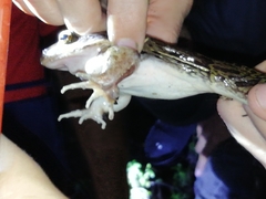 Leptodactylus insularum