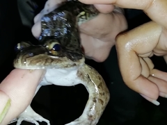 Leptodactylus insularum