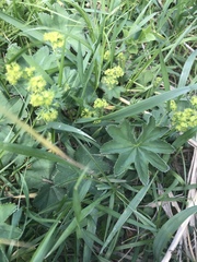 Alchemilla vulgaris