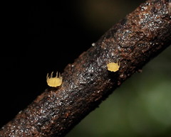 Crocicreas