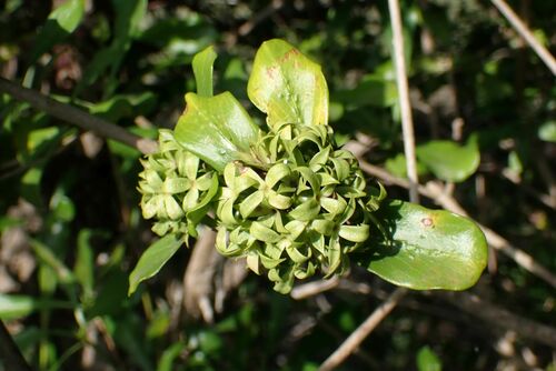 Sand Bride's Bush (Pavetta catophylla)