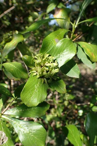Image of Pavetta catophylla by no rights reserved