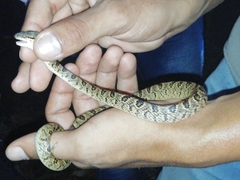 Leptodeira ashmeadii