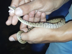 Leptodeira ashmeadii