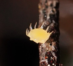 Crocicreas