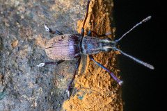 Acanthopygus metallicus