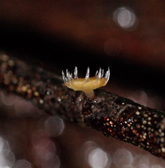 Crocicreas