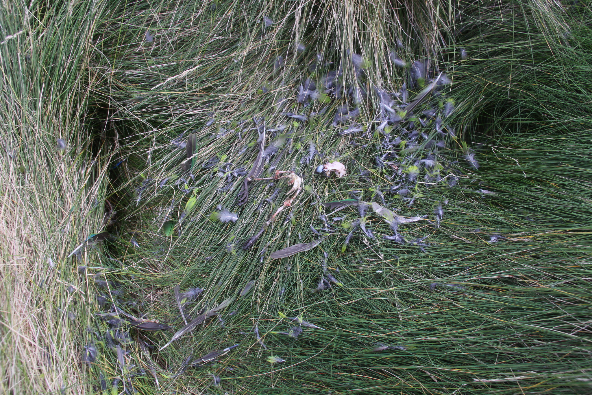 Antipodes Parakeet (Cyanoramphus unicolor), photo 5