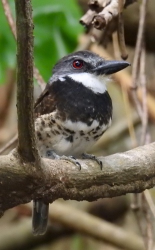 Sooty-capped Puffbird (Bucco noanamae)