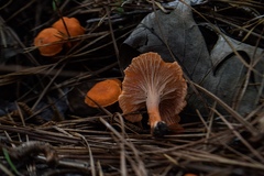 Cantharellus texensis