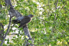 Turdus pilaris