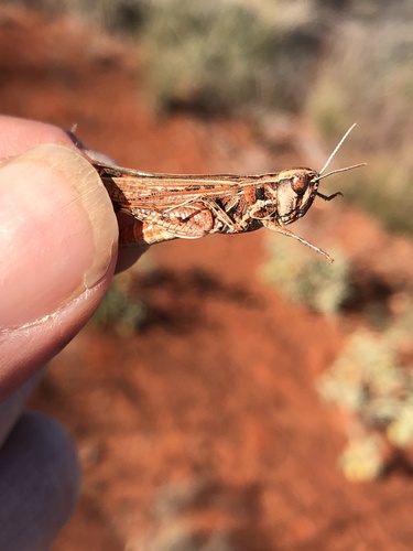 Azelota ochracea