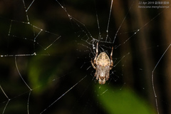 Neoscona menghaiensis
