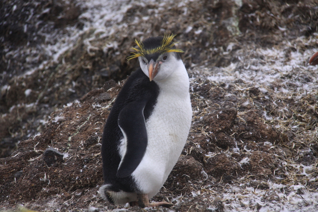 Royal penguin standing on rocks, yellow-orange crest and white face