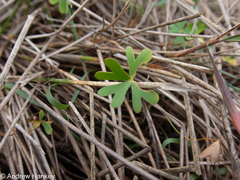 Marsilea schelpeana, photograph (c) Andrew Hankey, some rights reserved (CC BY-SA)