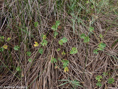 Marsilea schelpeana, photograph 2
