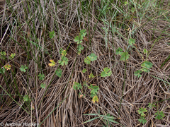 Marsilea schelpeana, photograph (c) Andrew Hankey, some rights reserved (CC BY-SA)