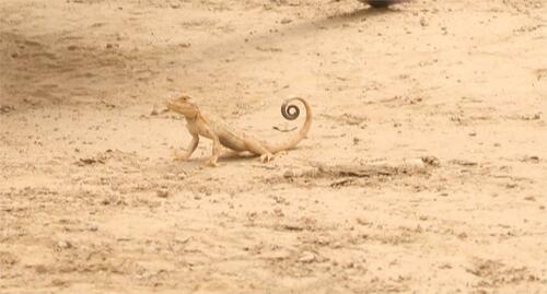 Przewalski's Toadhead Agama