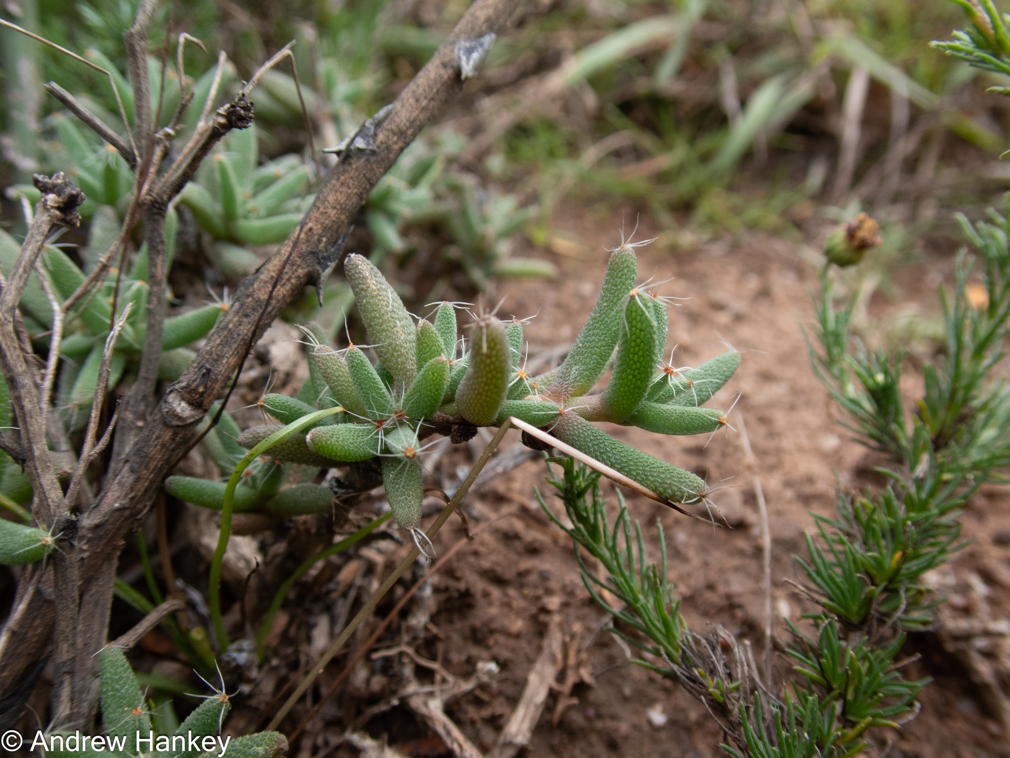 Trichodiadema barbatum (L.) Schwantes