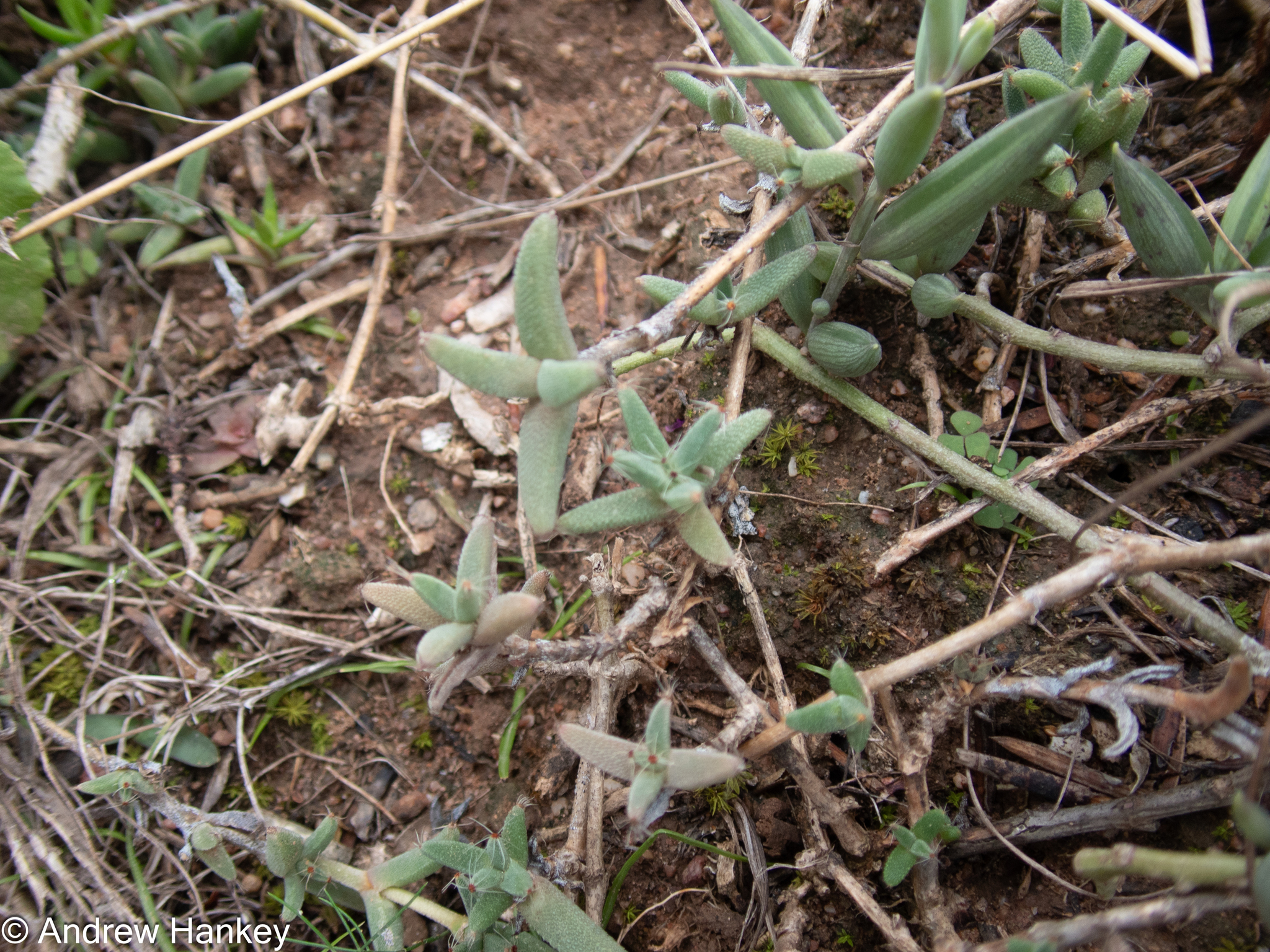 Trichodiadema barbatum (L.) Schwantes 2