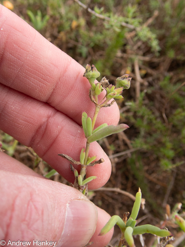 Orange Sheepfig (Delosperma testaceum)
